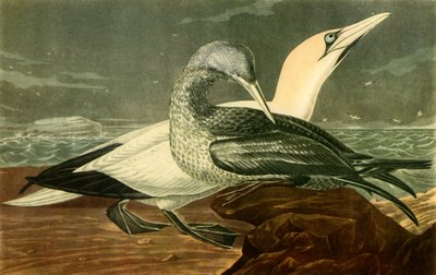 "Gannets", 1836, 1942. od John James Audubon