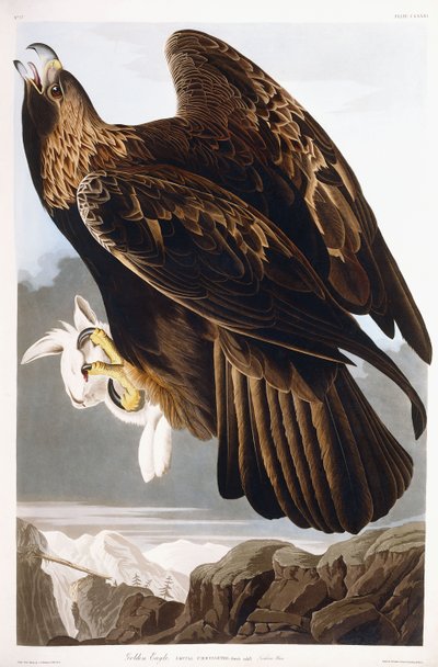 Zlatý orel, 1833 od John James Audubon