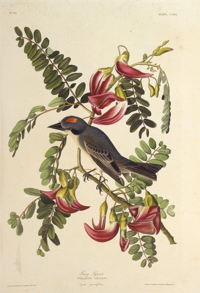 Šedý tyran. Z The Birds of America, 1827-1838. od John James Audubon