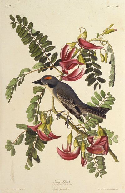 Šedý tyran. Z The Birds of America, 1827-1838. od John James Audubon