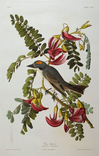 Šedý tyran. Králičák šedý od John James Audubon