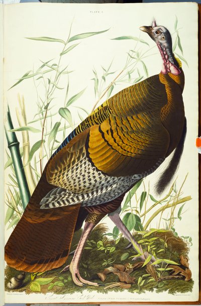 Velký Američan Beck Male. Divoký krocan od John James Audubon