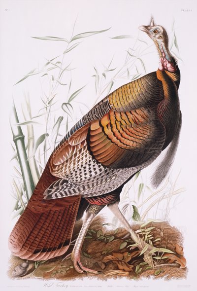 Great American Cock, nebo Wild Turkey od John James Audubon