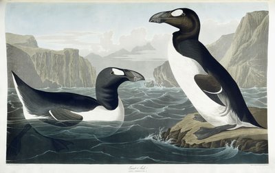 Velký Auk, 1836 od John James Audubon