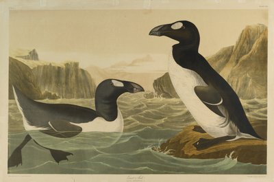 Great Auk, tiskl Julien Bien a publikoval Roe Lockwood & Son, 1861 (chromolitograf) od John James Audubon