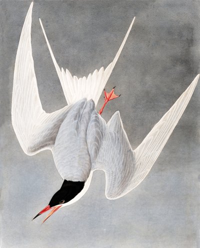Rybák velký, Sterna Hirundo, z "The Birds of America" od Johna J. Audubona, hospoda. 1827-38 od John James Audubon