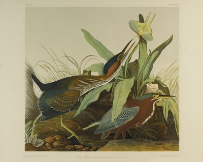 Zelená volavka, tiskl Julien Bien a publikoval Roe Lockwood & Son, 1861 (chromolitografie) od John James Audubon