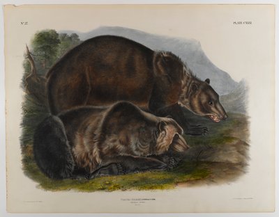 Grizzly od John James Audubon
