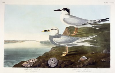Rybák Havellův a Rybák Trudeauův, 1838 od John James Audubon