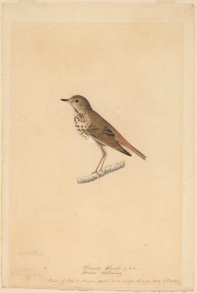 Drozd poustevník od John James Audubon