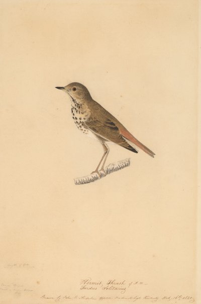 Drozd poustevník, 1820. od John James Audubon