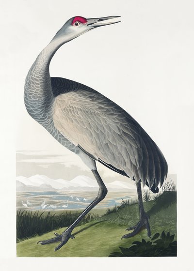 Jeřáb americký z knihy „Birds of America“ (1827) od John James Audubon