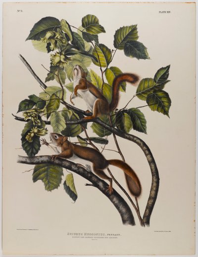 Veverka z Hudsonova zálivu od John James Audubon