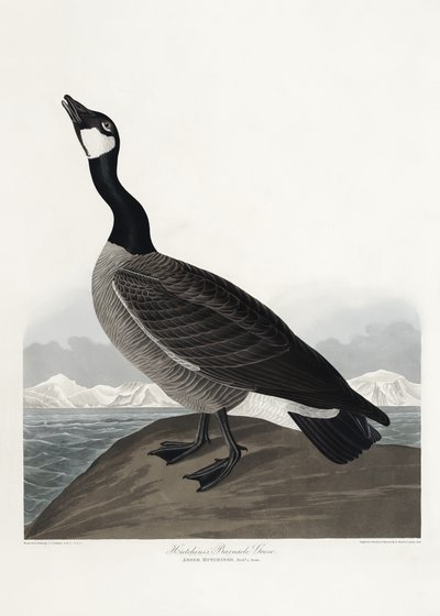 Hutchinsova husa barnacle z díla „Birds of America“ (1827) od John James Audubon