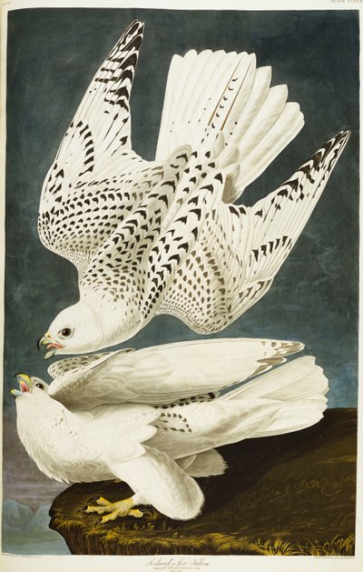 Island nebo Jer Falcon. Gyrfalcon od John James Audubon