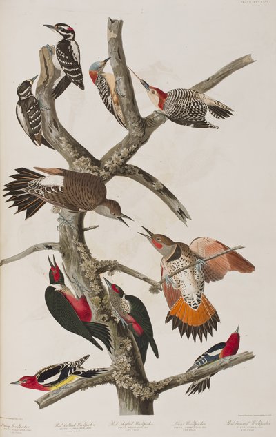 Ilustrace z 