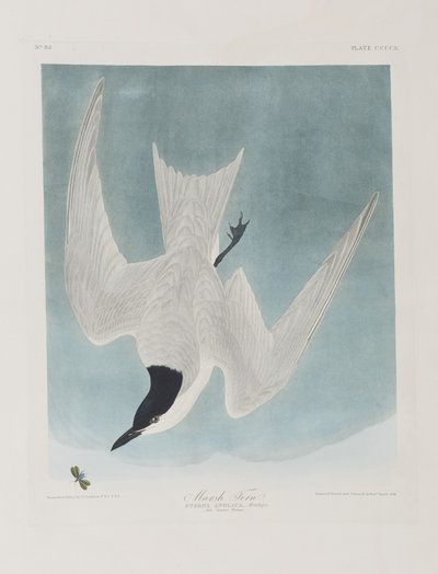 Ilustrace z 