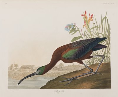 Ilustrace z 