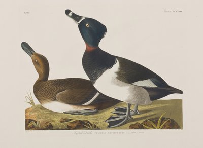 Ilustrace z 