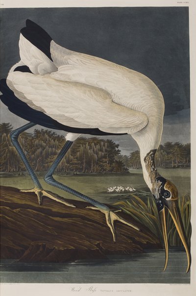 Ilustrace z 