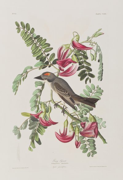 Ilustrace z 