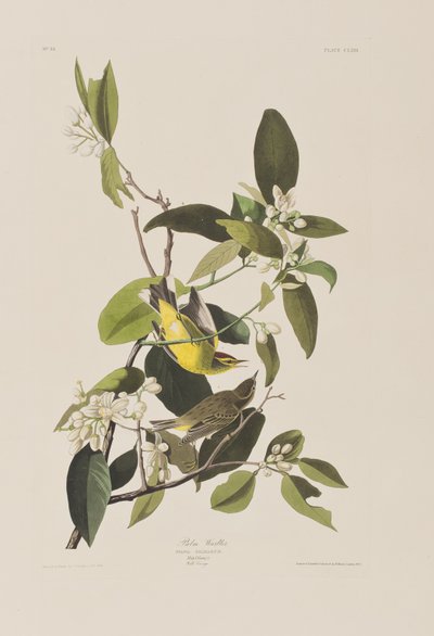 Ilustrace z 