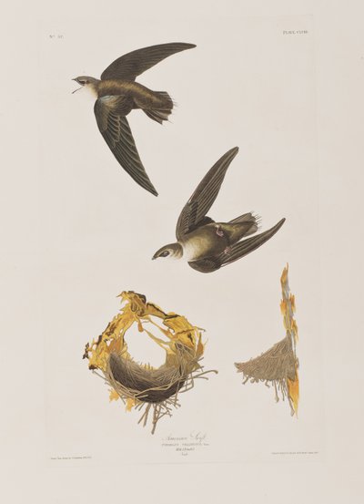 Ilustrace z 
