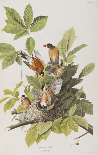 Ilustrace z 