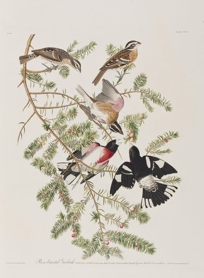Ilustrace z 