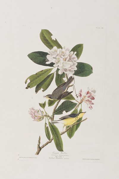 Ilustrace z 