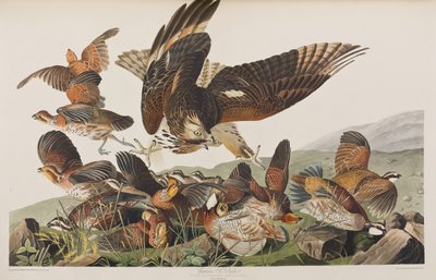 Ilustrace z 
