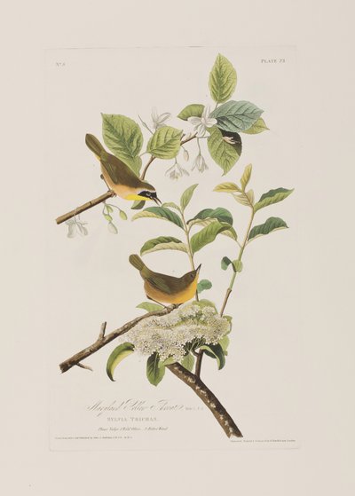 Ilustrace z 