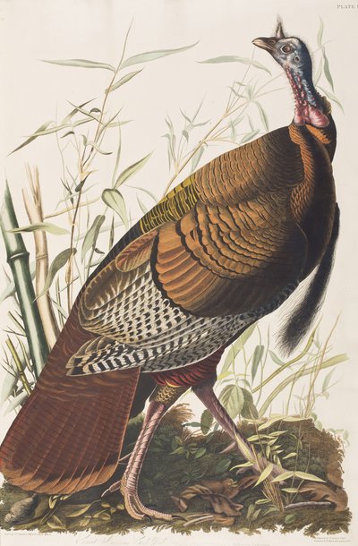 Ilustrace z 