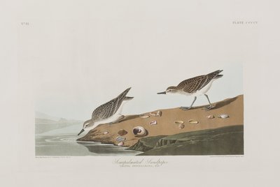 Ilustrace z 