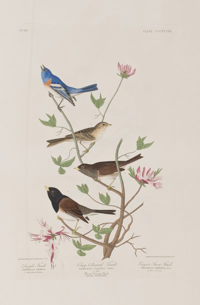 Ilustrace z 