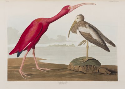 Ilustrace z 