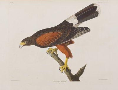 Ilustrace z 
