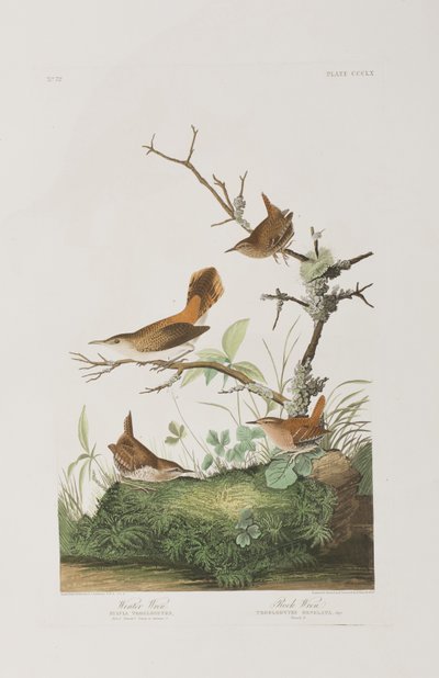 Ilustrace z 