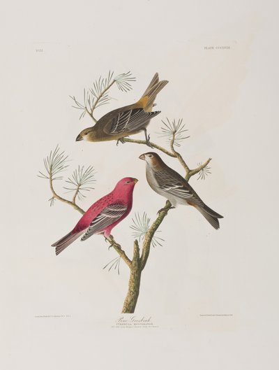 Ilustrace z 