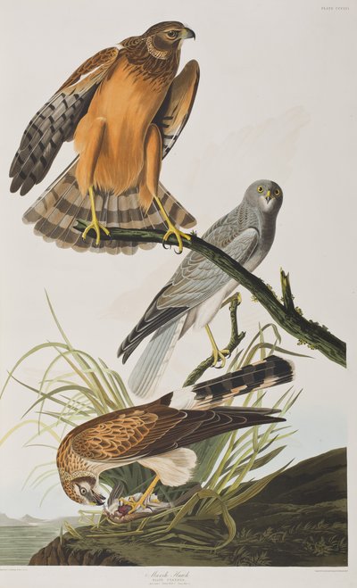 Ilustrace z 