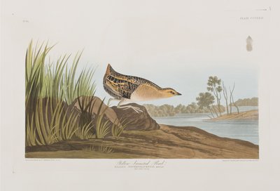 Ilustrace z 