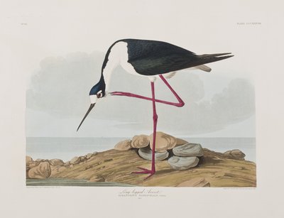 Ilustrace z 