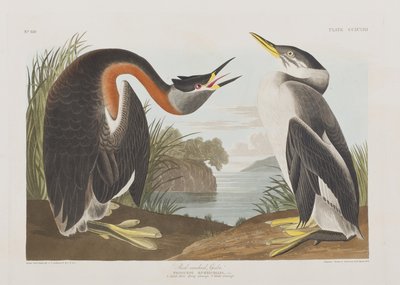 Ilustrace z 