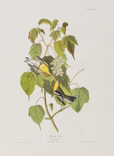 Ilustrace z 