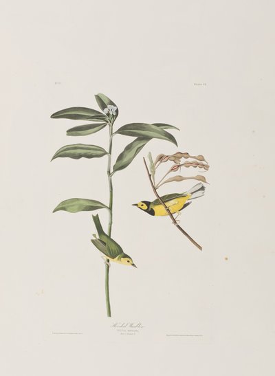 Ilustrace z 
