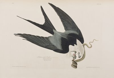 Ilustrace z 