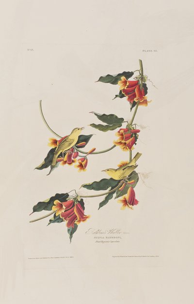 Ilustrace z 