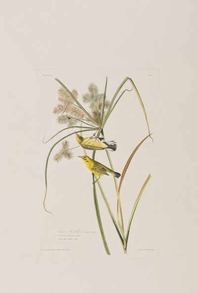 Ilustrace z 