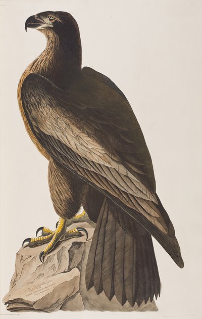 Ilustrace z 