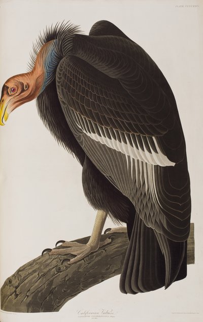 Ilustrace z 